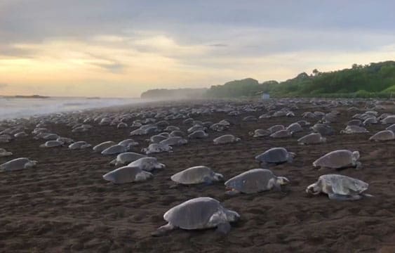 Turtles on beach Ostional Costa Rica